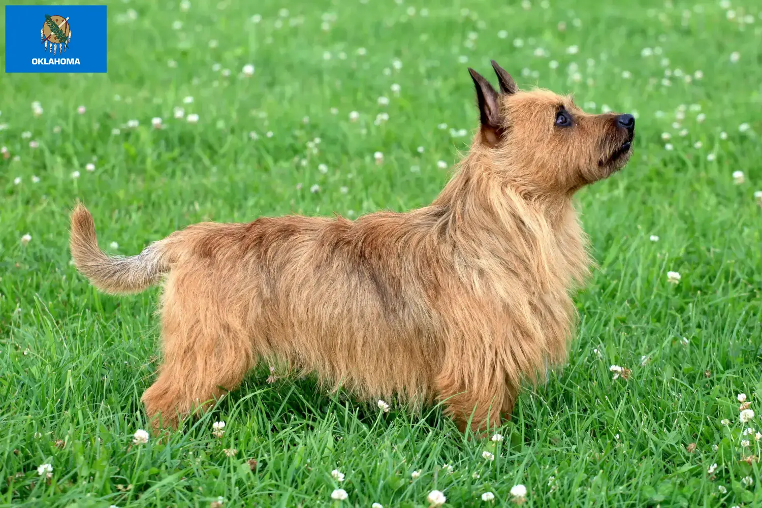 Australian Terrier puppies and breeders Oklahoma Find Australian Terrier breeders in Oklahoma.