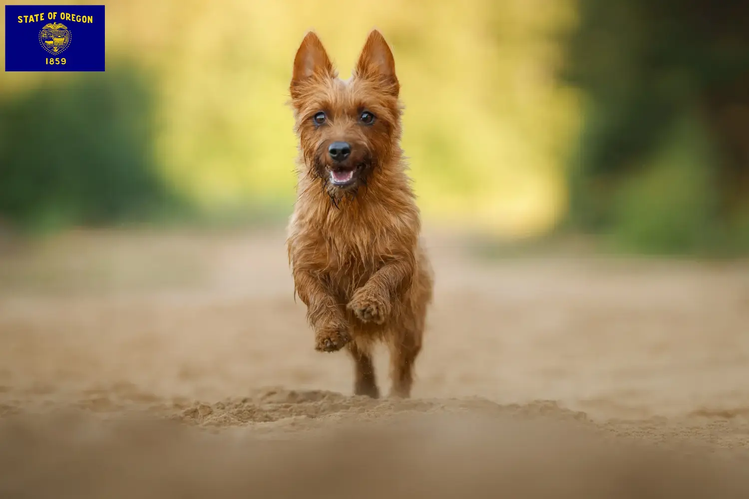 Australian Terrier puppies and breeders Oregon Find Australian Terrier breeders in Oregon here.