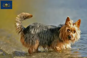 Read more about the article Australian Terrier breeders and puppies in Pennsylvania