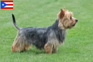 Read more about the article Australian Terrier breeders and puppies in Puerto Rico