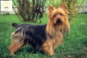 Read more about the article Australian Terrier breeders and puppies in Rhode Island