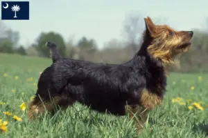 Read more about the article Australian Terrier breeders and puppies in South Carolina