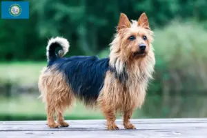 Read more about the article Australian Terrier Breeders and Puppies in South Dakota