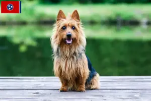 Read more about the article Australian Terrier breeders and puppies in Tennessee
