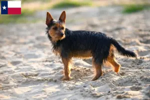 Read more about the article Australian Terrier breeders and puppies in Texas