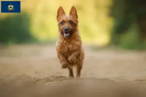 Read more about the article Australian Terrier breeders and puppies in Vermont