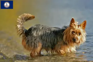 Read more about the article Australian Terrier breeders and puppies in Virginia