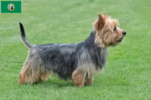 Read more about the article Australian Terrier breeders and puppies in Washington