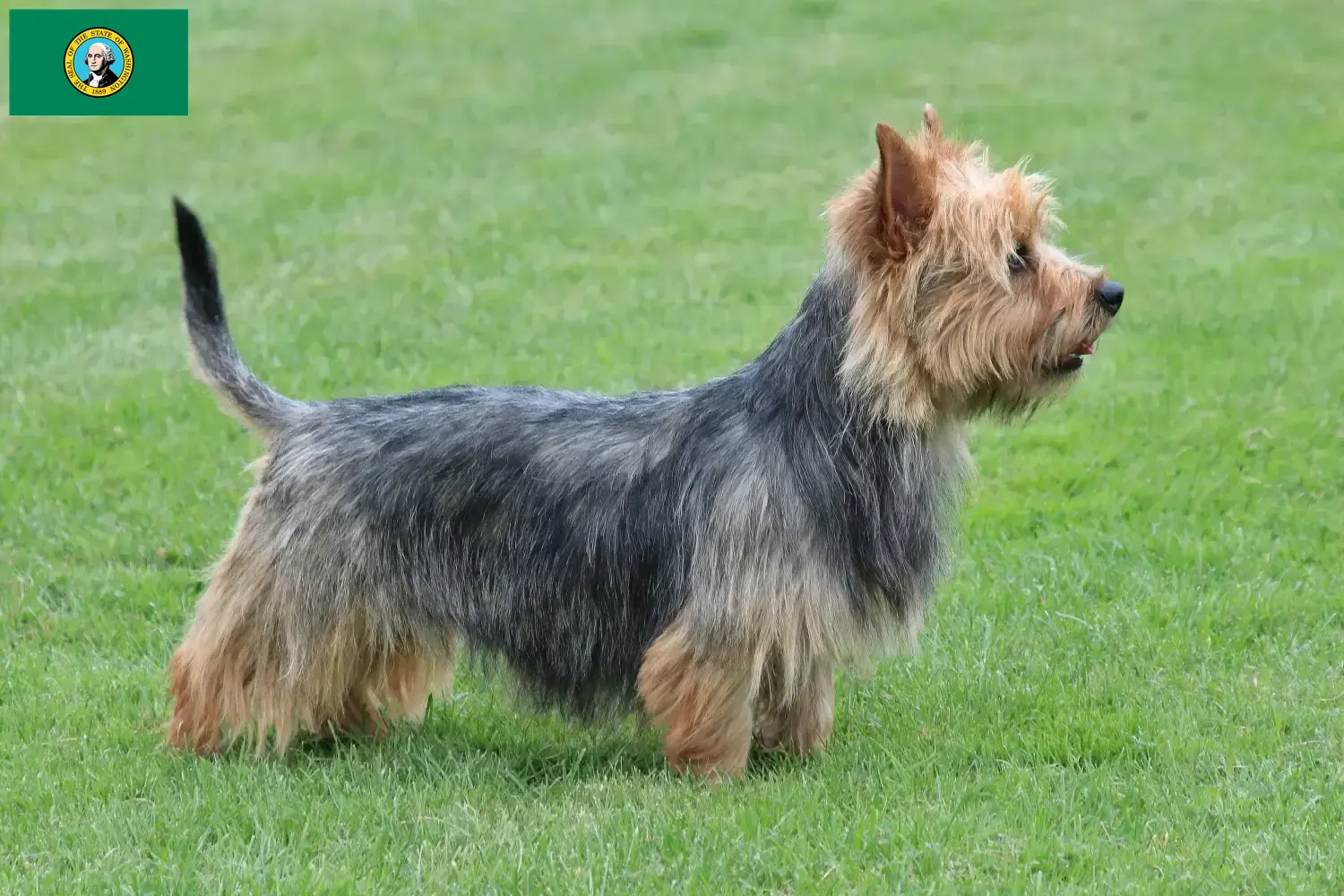 Australian Terrier puppies and breeders Washington Find Australian Terrier breeders in Washington here.