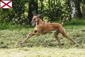 Read more about the article Azawakh breeders and puppies in Alabama