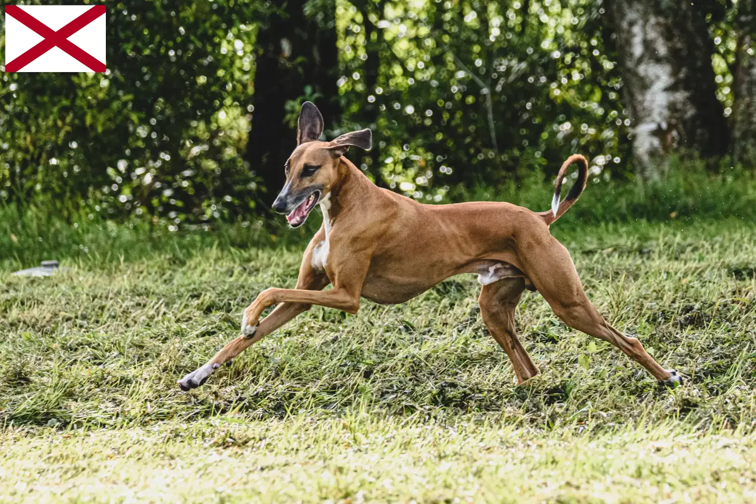 Azawakh puppies and breeders Alabama Here you can find Azawakh breeders in Alabama.
