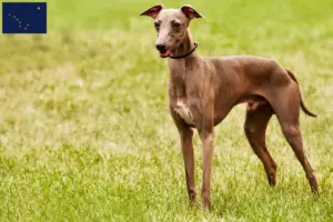Read more about the article Azawakh breeders and puppies in Alaska