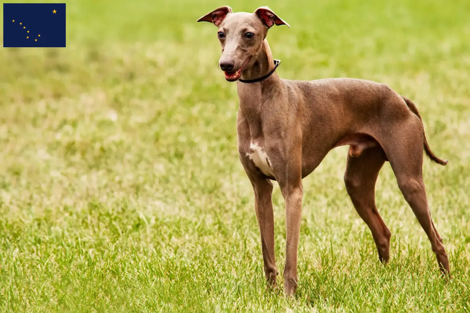 Azawakh puppies and breeders Alaska Here you can find Azawakh breeders in Alaska.