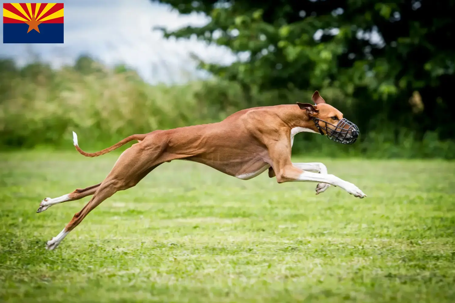 Azawakh puppies and breeders Arizona Here you can find Azawakh breeders in Arizona.
