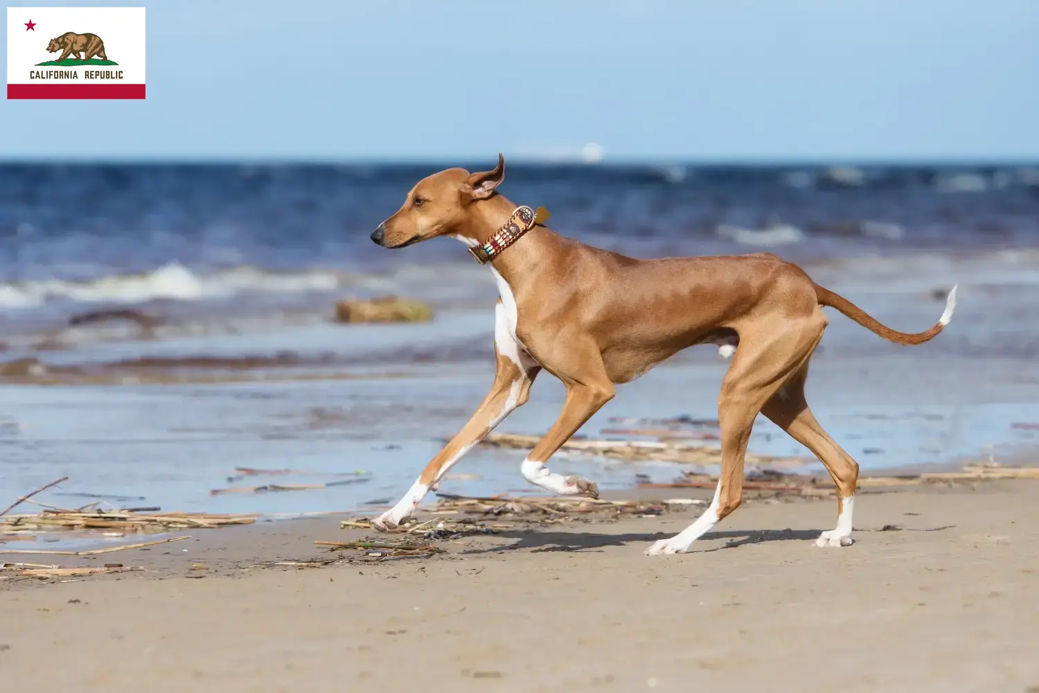 Azawakh puppies and breeder California Here you can find Azawakh breeders in California.