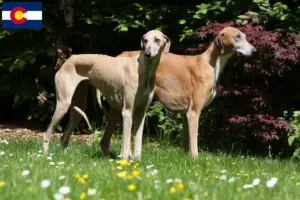 Read more about the article Azawakh breeders and puppies in Colorado