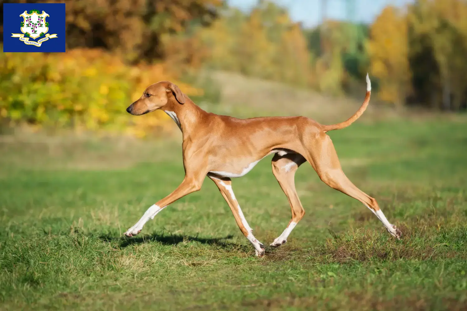 Azawakh puppies and breeders Connecticut Here you can find Azawakh breeders in Connecticut.