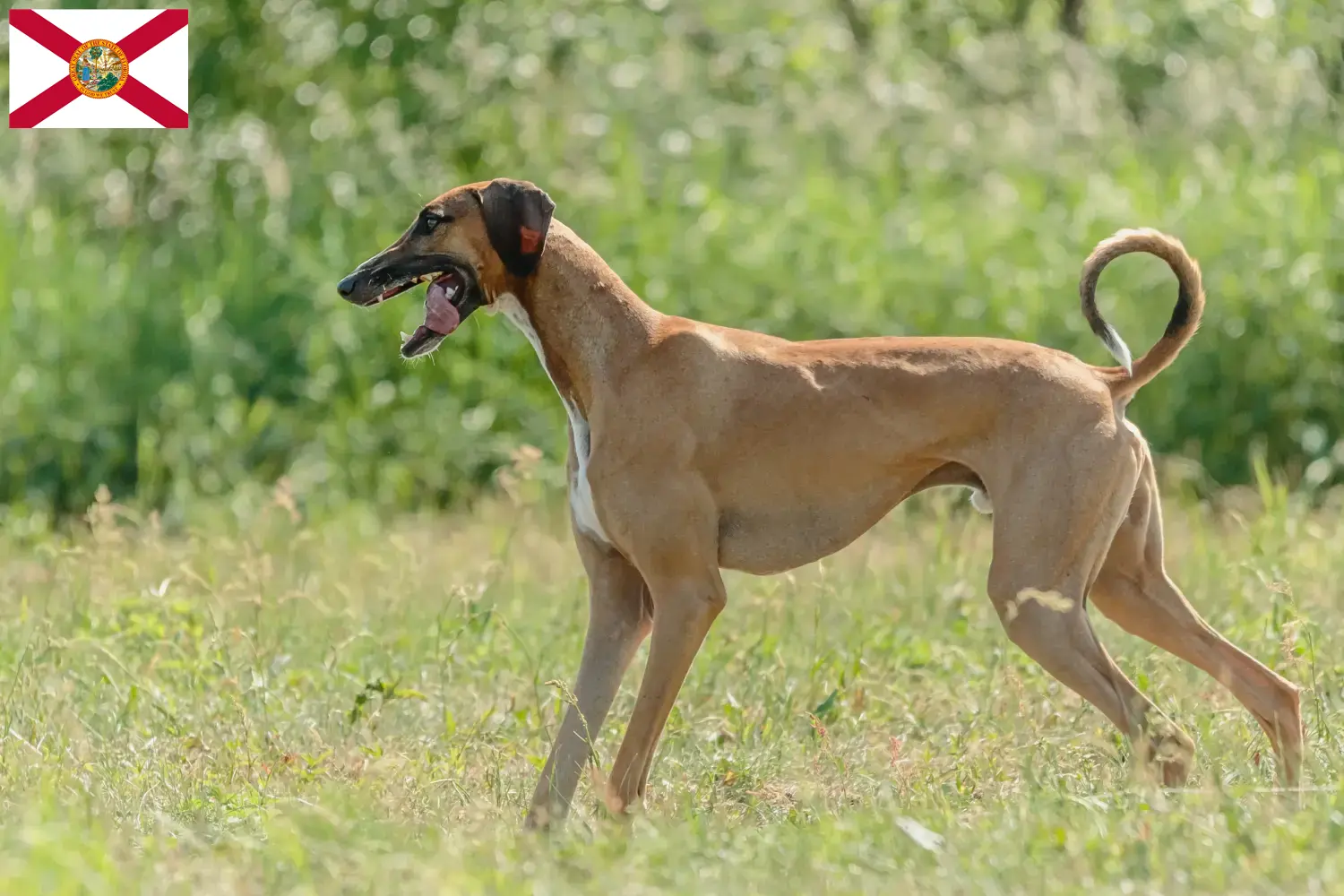 Azawakh puppies and breeders Florida Here you can find Azawakh breeders in Florida.