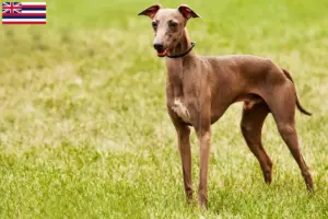 Read more about the article Azawakh breeders and puppies in Hawaii