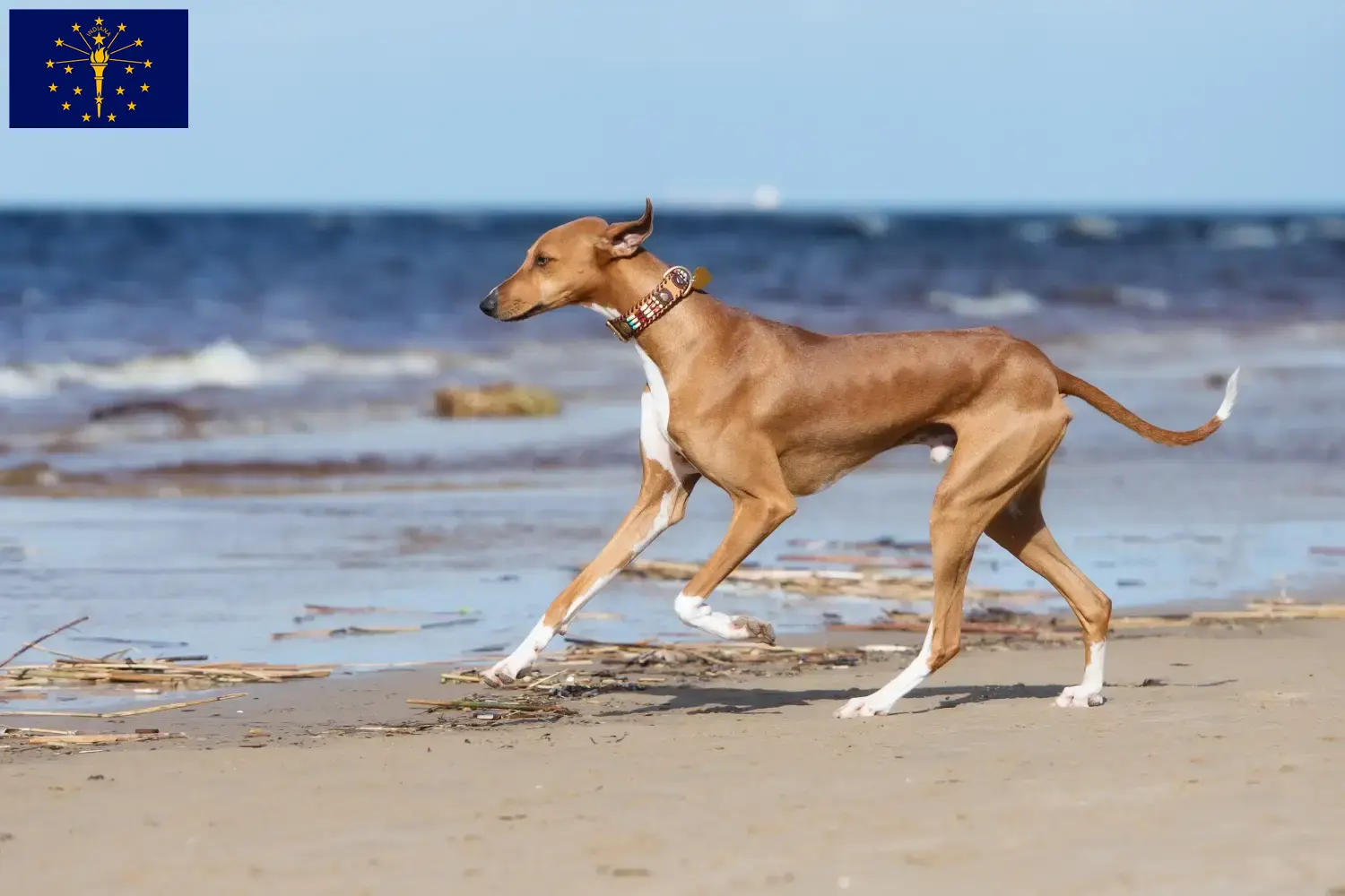Read more about the article Azawakh breeders and puppies in Indiana