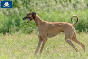 Read more about the article Azawakh breeders and puppies in Louisiana