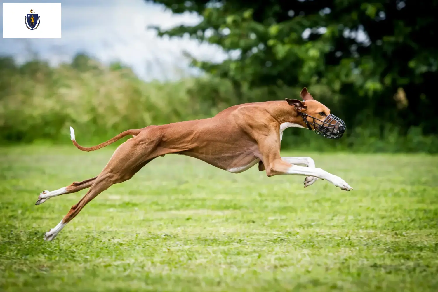 Azawakh puppies and breeders Massachusetts Here you can find Azawakh breeders in Massachusetts.