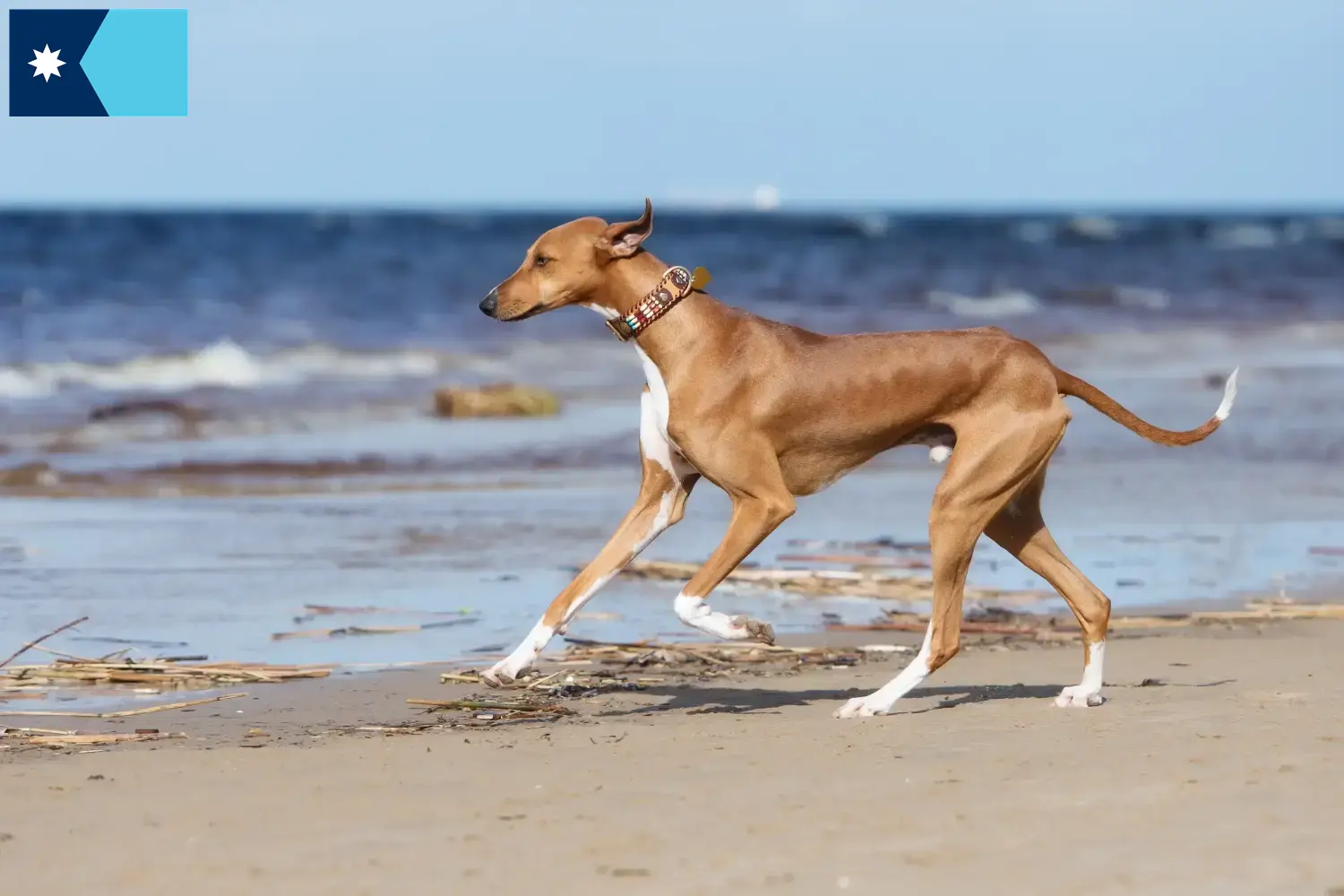 Azawakh puppies and breeders Minnesota Here you can find Azawakh breeders in Minnesota.