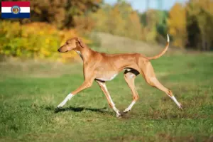 Read more about the article Azawakh breeders and puppies in Missouri