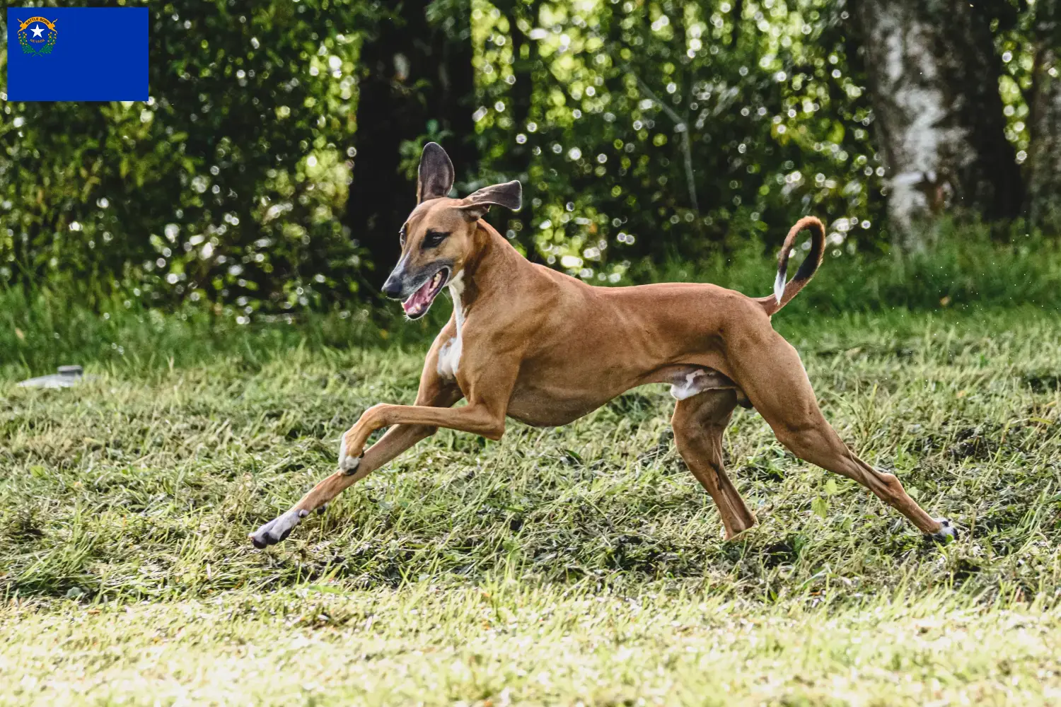 Azawakh puppies and breeders Nevada Here you can find Azawakh breeders in Nevada.