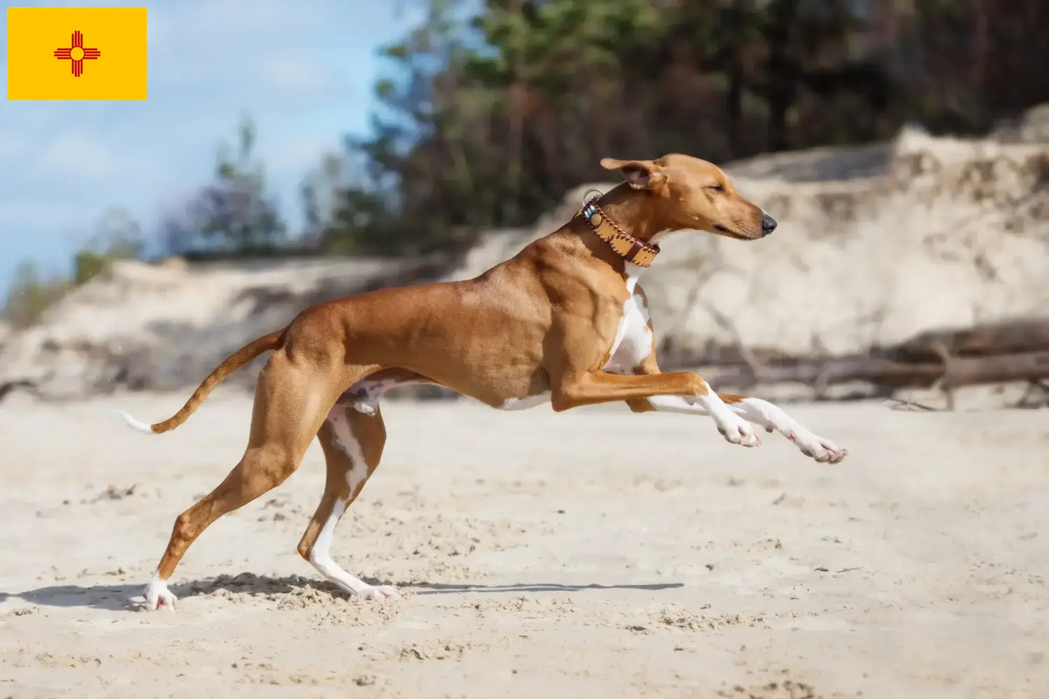 Azawakh puppies and breeders New Mexico Here you can find Azawakh breeders in New Mexico.