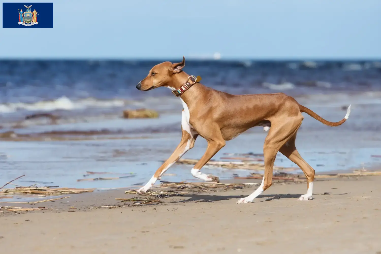 Read more about the article Azawakh breeders and puppies in New York