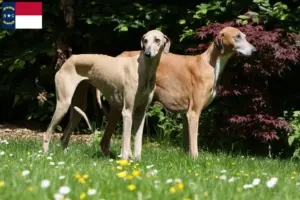 Read more about the article Azawakh breeders and puppies in North Carolina