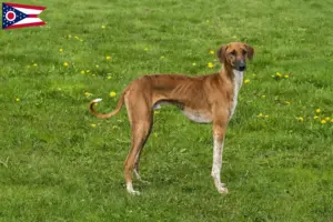 Read more about the article Azawakh breeders and puppies in Ohio