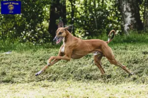 Read more about the article Azawakh breeders and puppies in Oregon