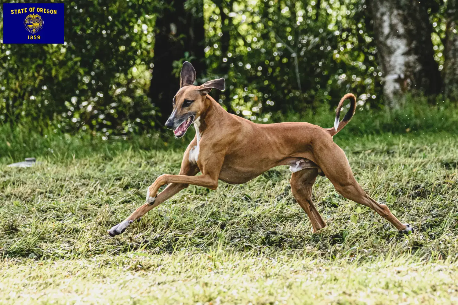 Azawakh puppies and breeders Oregon Here you can find Azawakh breeders in Oregon.