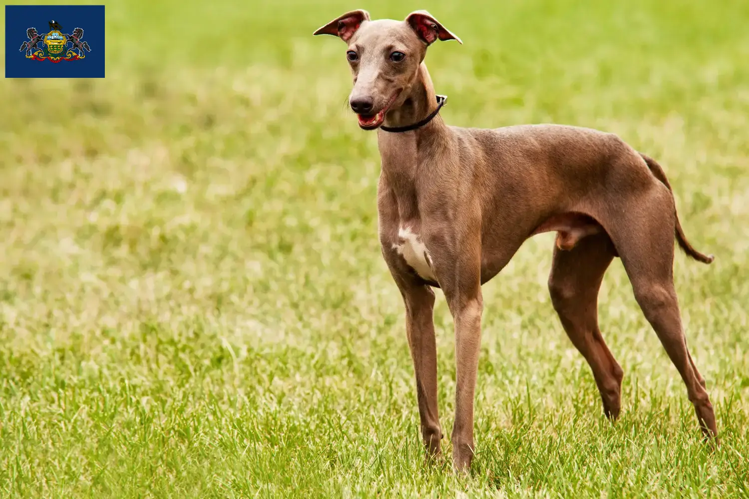 Azawakh puppies and breeders Pennsylvania Here you can find Azawakh breeders in Pennsylvania.