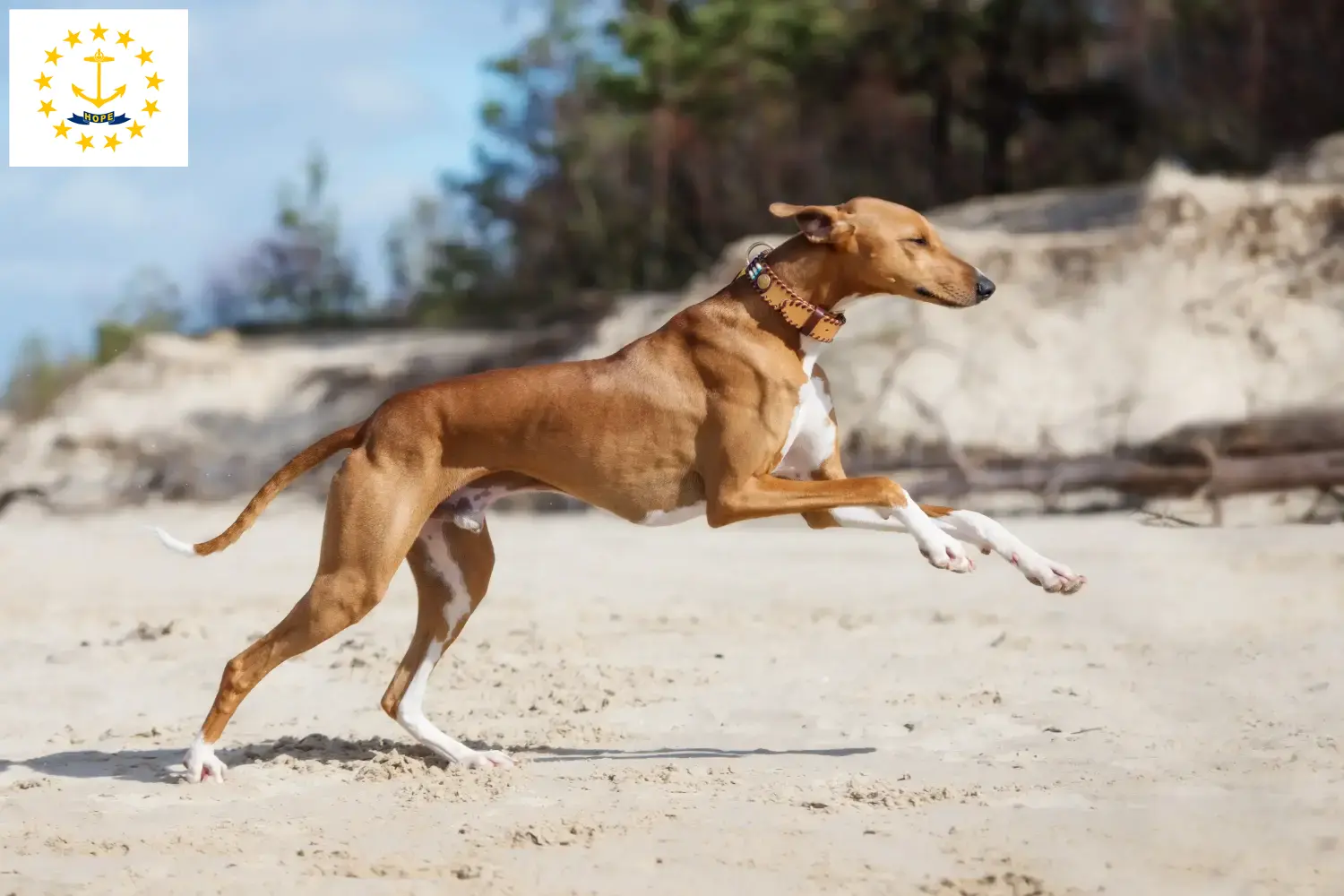 Azawakh puppies and breeders Rhode Island Here you can find Azawakh breeders in Rhode Island.