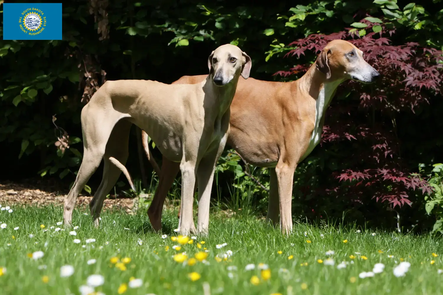 Azawakh puppies and breeders South Dakota Here you can find Azawakh breeders in South Dakota.