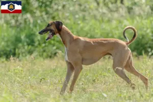 Read more about the article Azawakh breeders and puppies in Utah