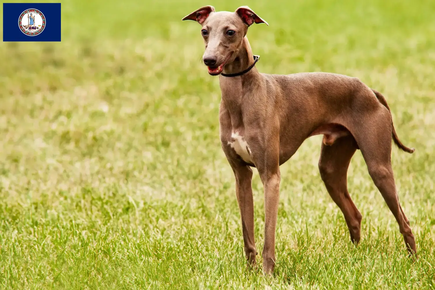 Azawakh puppies and breeder Virginia Here you can find Azawakh breeders in Virginia.
