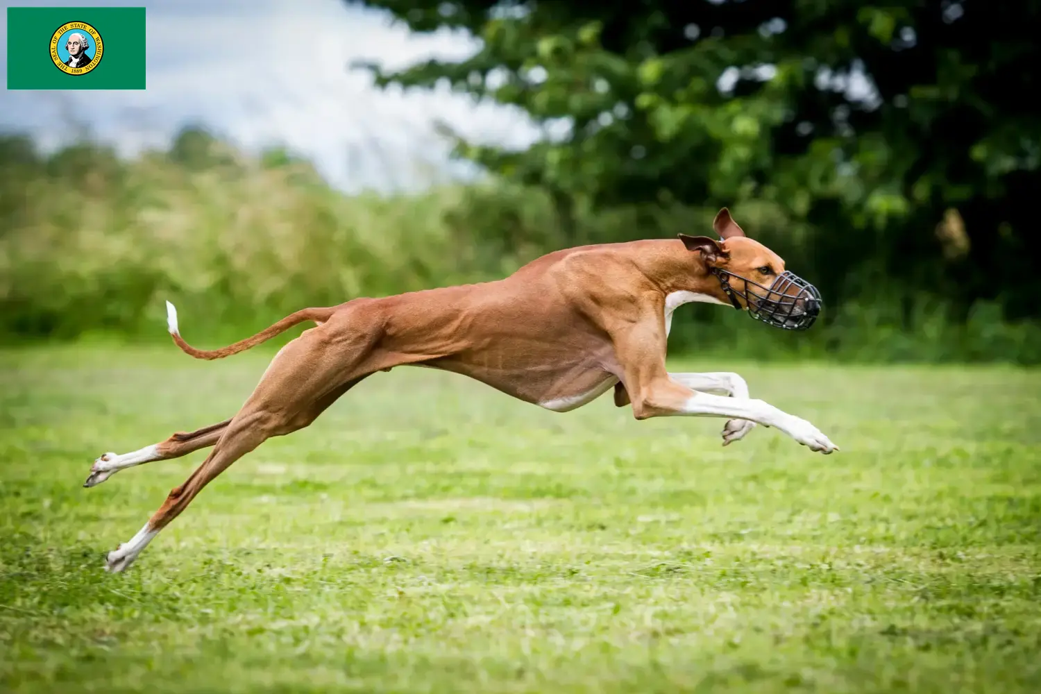 Azawakh puppies and breeders Washington Here you can find Azawakh breeders in Washington.