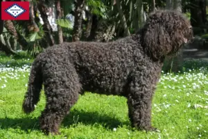 Read more about the article Barbet breeders and puppies in Arkansas