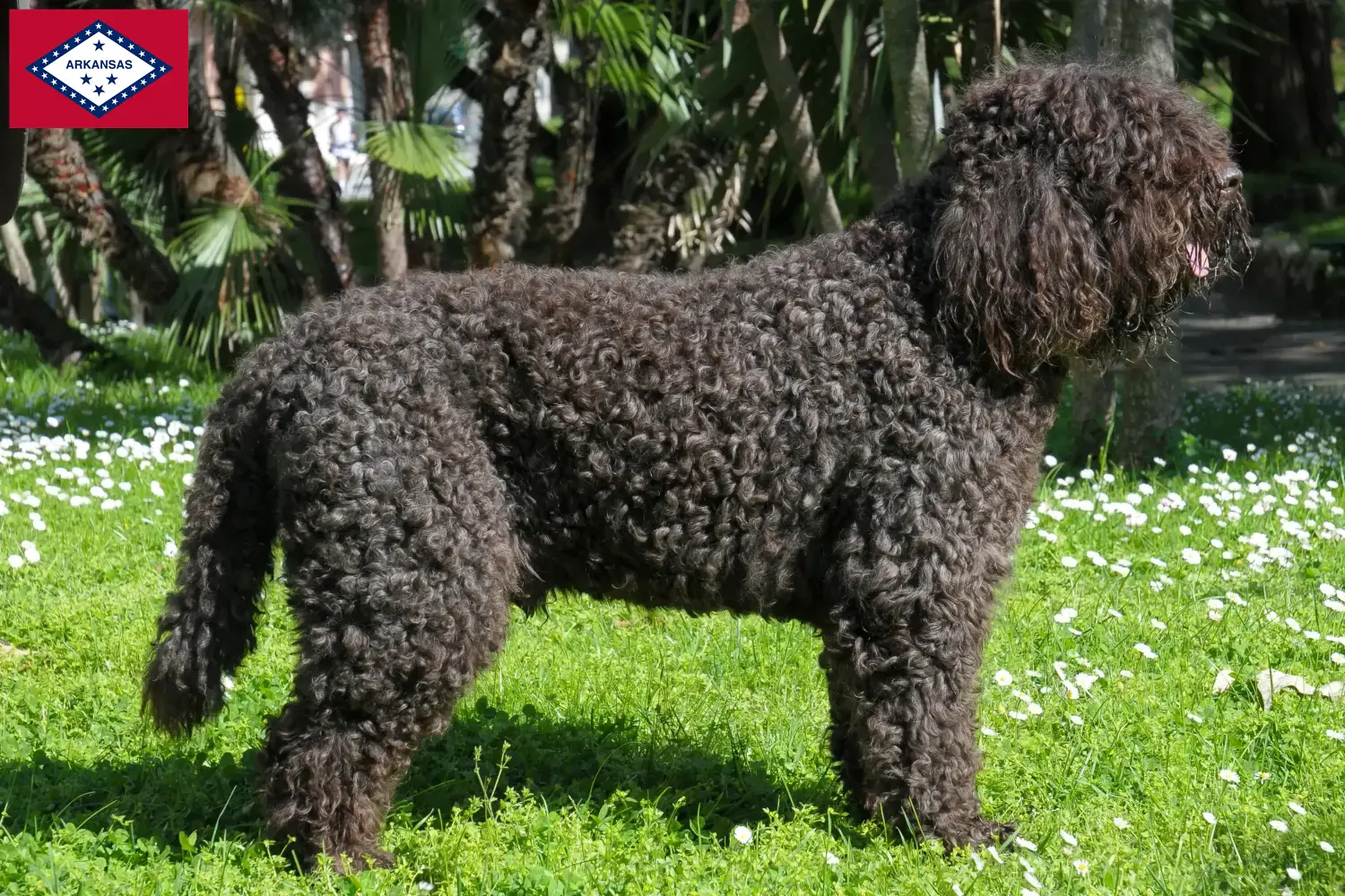 Barbet puppies and breeders Arkansas Here you can find Barbets breeders in Arkansas.