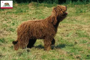 Read more about the article Barbet breeders and puppies in California