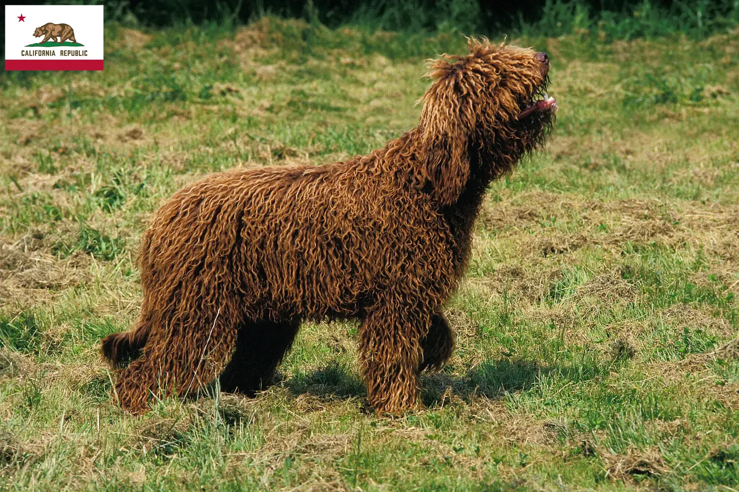 Barbet puppies and breeder California Here you can find Barbet breeders in California.