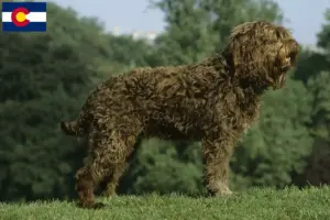 Read more about the article Barbet breeders and puppies in Colorado