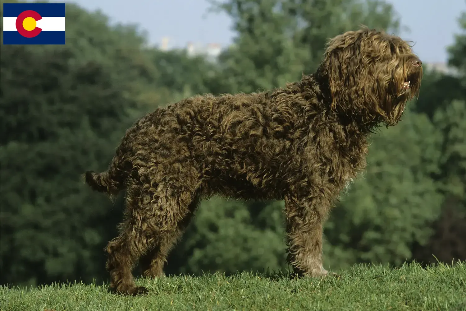 Barbet puppies and breeders Colorado Here you can find Barbets breeders in Colorado.
