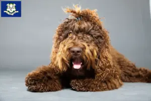 Read more about the article Barbet breeders and puppies in Connecticut