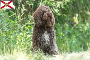 Read more about the article Barbet breeders and puppies in Florida