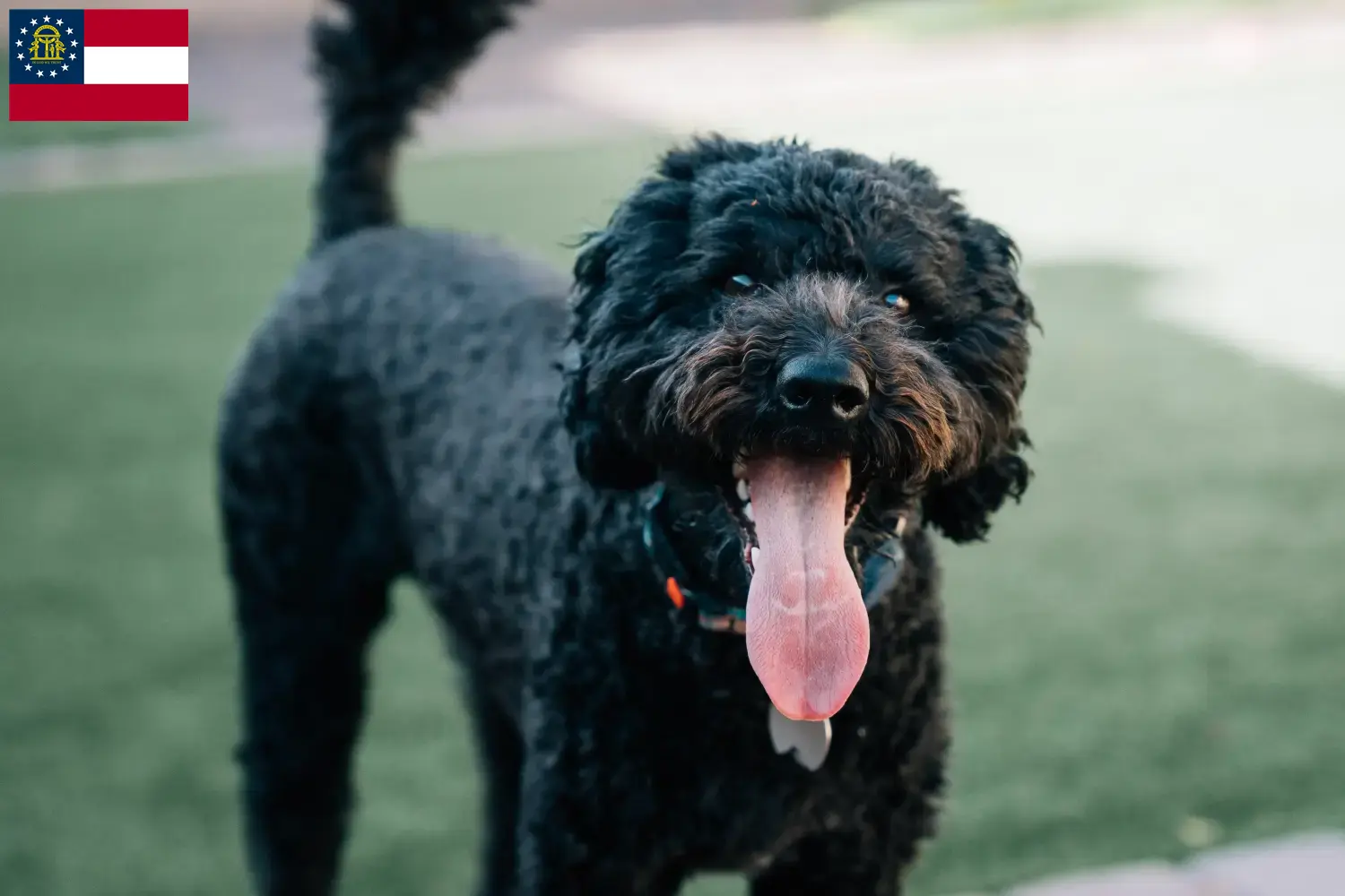 Barbet puppies and breeders Georgia Here you can find Barbet breeders in Georgia.